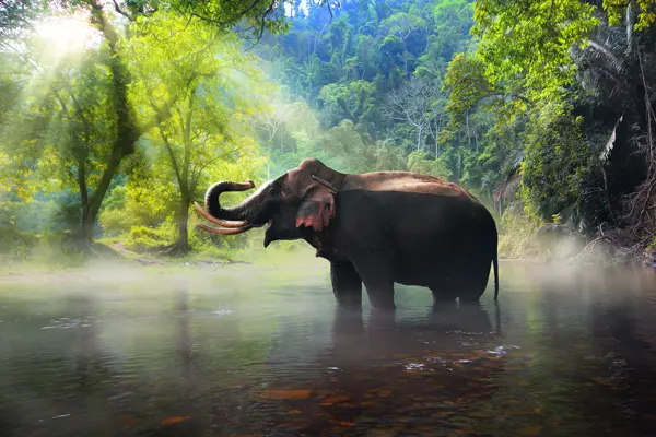 A wild elephant