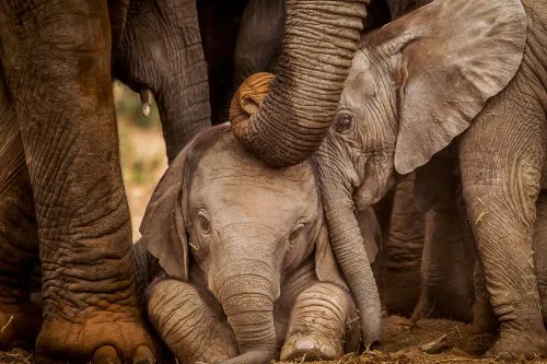 Group of elephants