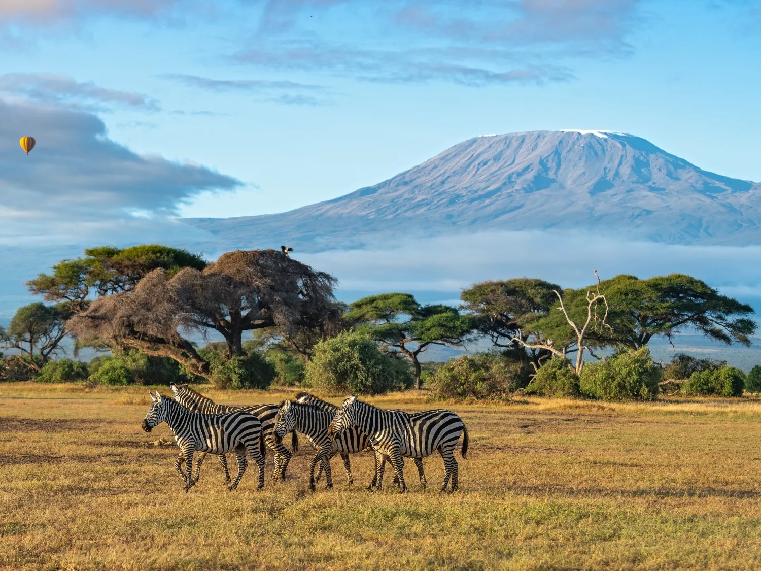 Kenya zebras