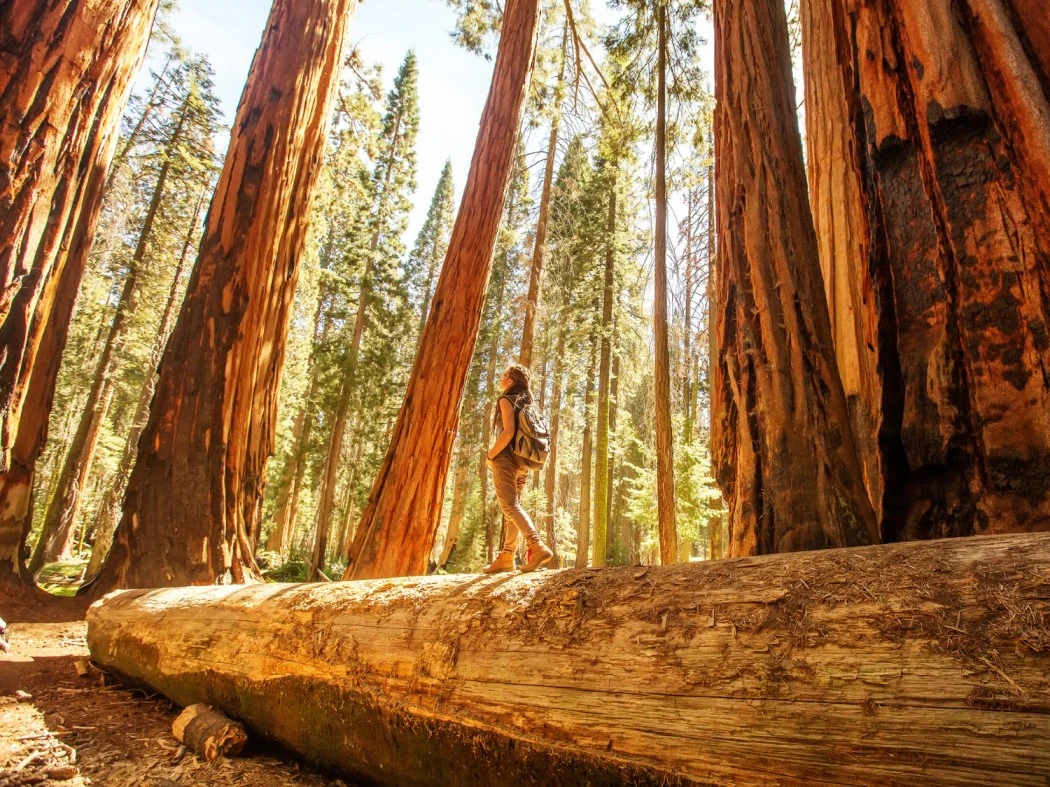 woman in wood