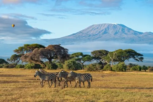 Kenya zebras image
