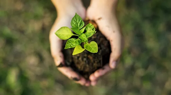 Planting