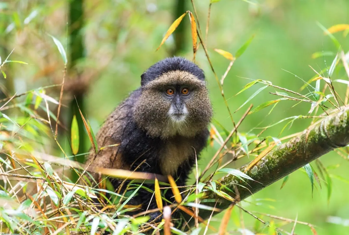 Fauna in Rwanda